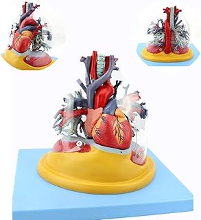 Human Organ Dissection, Medical Human Heart, Lung, Trachea And Bronchial Tree Model-Thoracic Surgery Cardiology Respiratory System