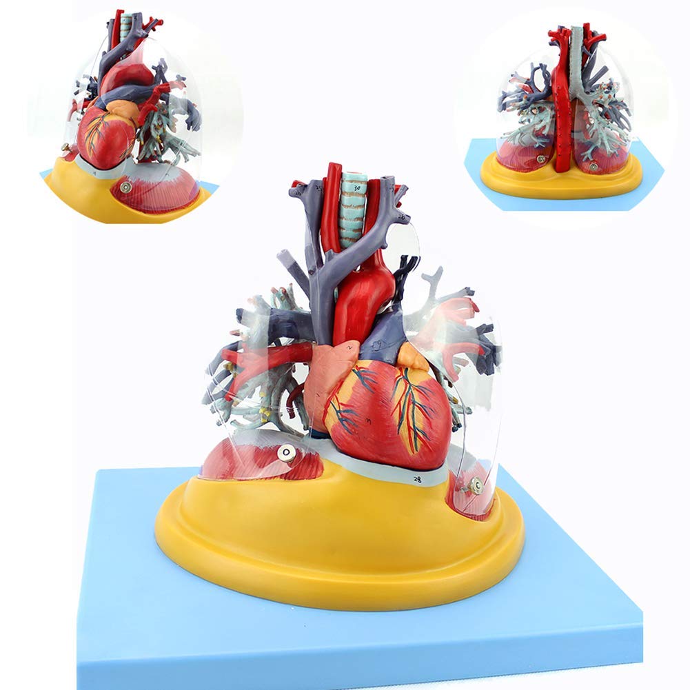 Buy Human Organ Dissection, Medical Human Heart, Lung, Trachea And