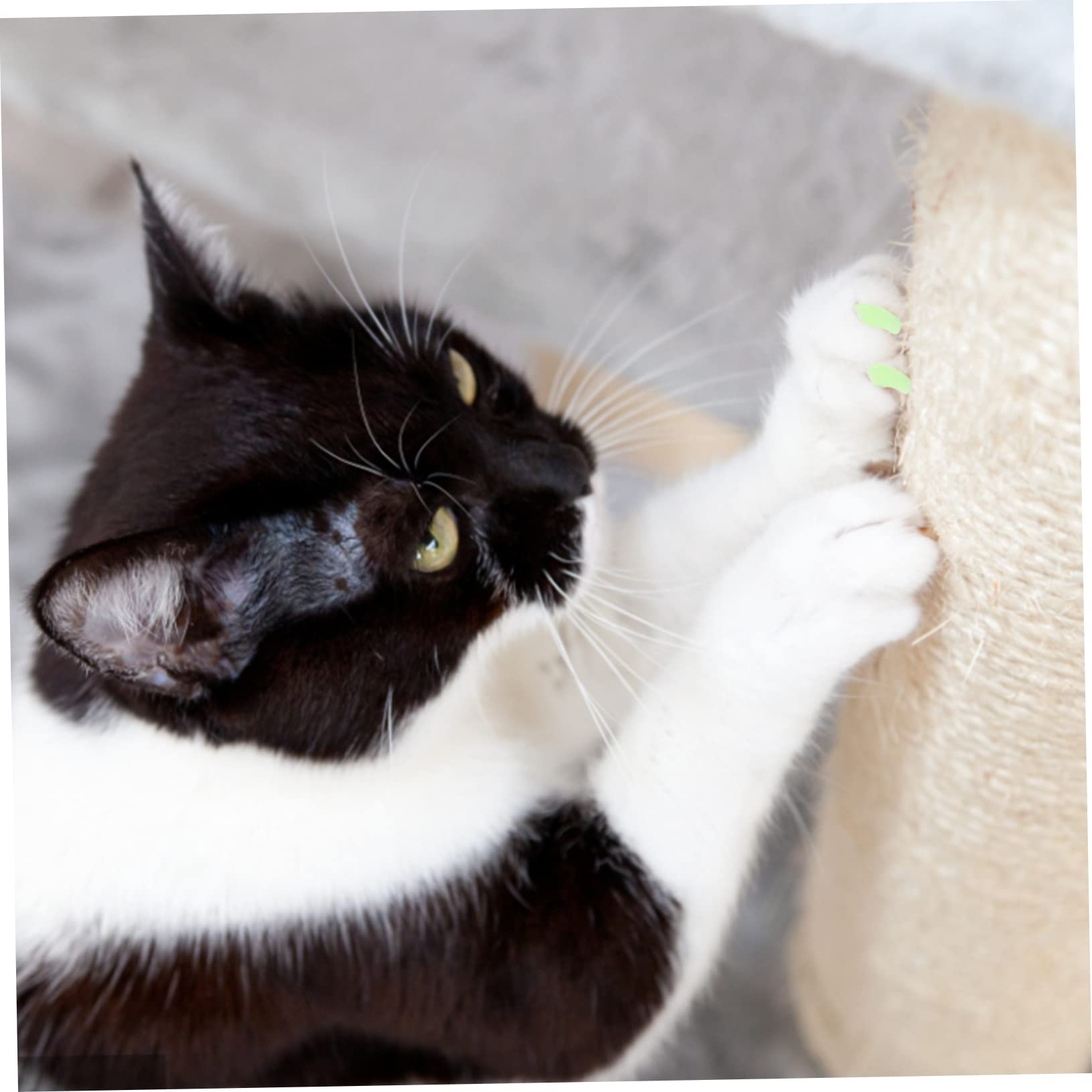Supvox 40 Sätze Nagelset für Katzen farbige Hundenagelkappen Nagelabdeckungen für Katzen krallenschutz für Katzen krallenkappen für Katzen Nagelabdeckung für Haustier Hund nägel Kappen