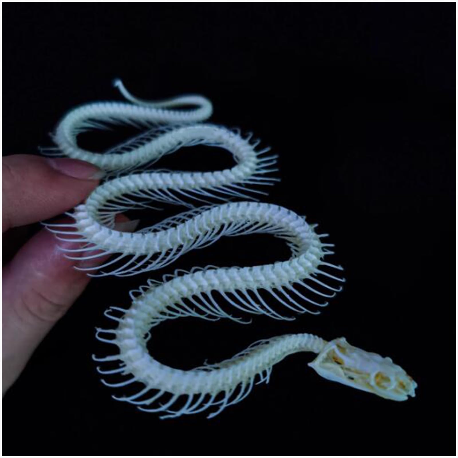Modèle d'os de squelette de serpent taille réelle 1:1 - Modèle de spécimen de squelette de serpent pour l'art des vétérinaires - Médecine pour l'éducation scientifique, l'enseignement scolaire