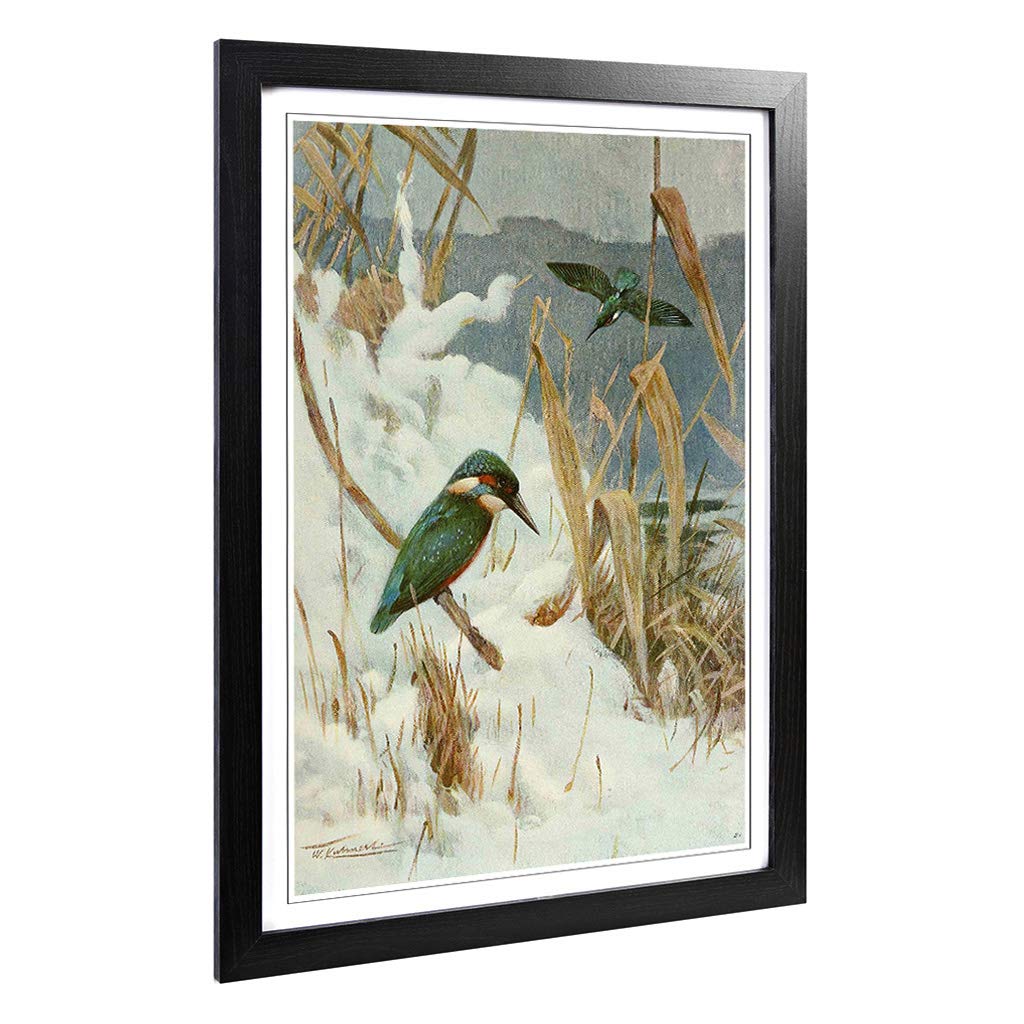 Big Box Art Framed Print of Vintage W Kuhnert Kingfisher Design | Wall Art Picture | Home Decor for Kitchen, Living, Dining Room, Bedroom, Hallway, Office, Black, A2 / 24.5x18 Inch / 62x45cm