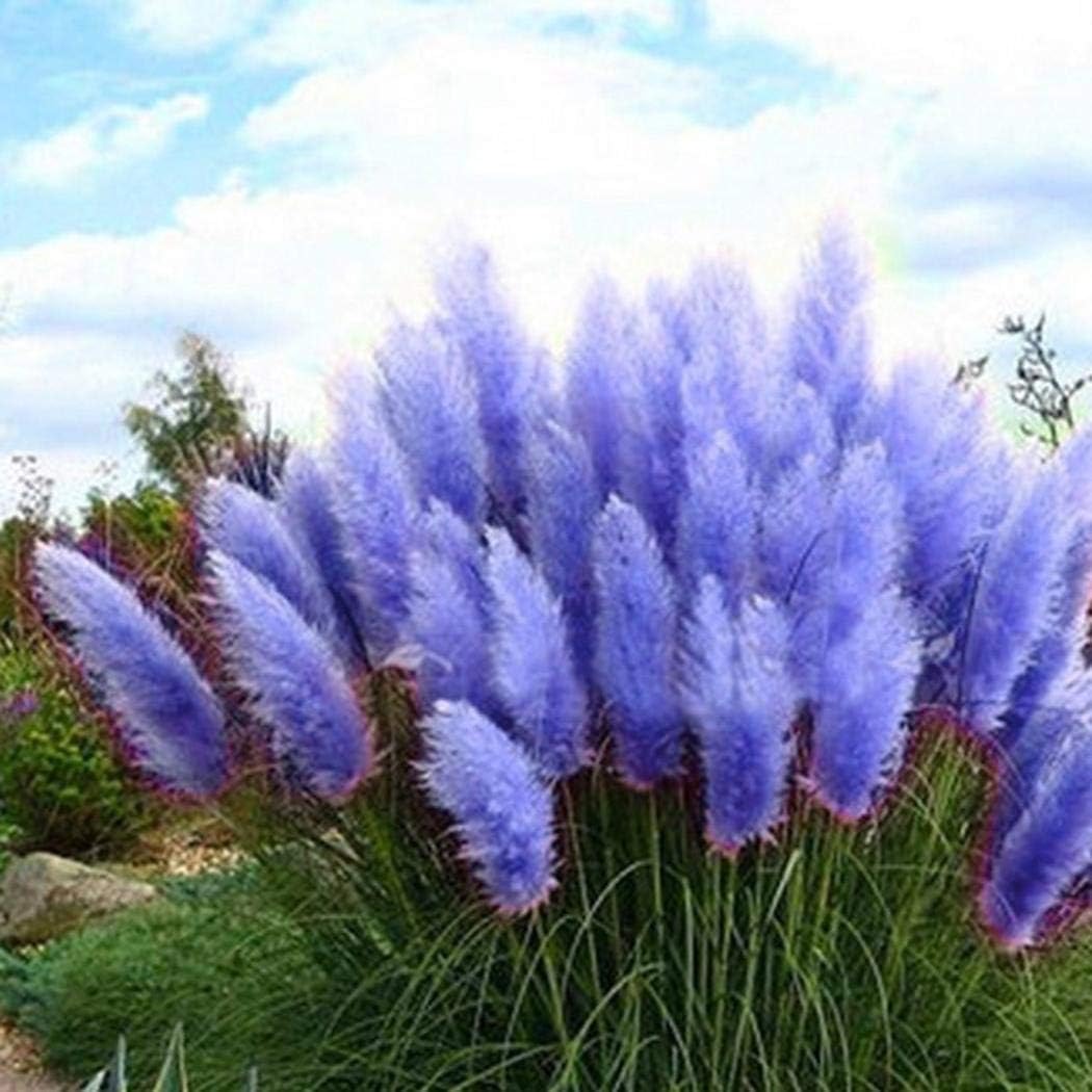 Seeds -100Pcs Blue Pampas Grass Cortaderia Selloana Flower Rare Reed Plant Seeds Garden