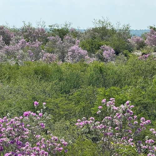 When the Sage Blooms