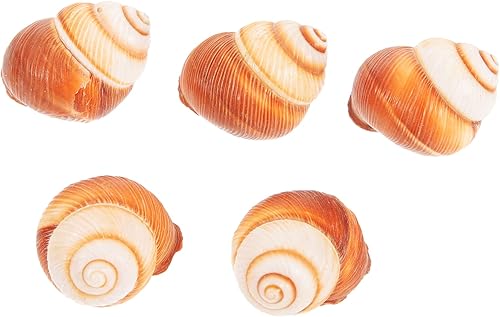 Miniatura 3 de Zerodeko 3 unidades de conchas de caracol francés, conchas naturales de caracol, conchas de caracol, conchas para Escargot, mini conchas de caracol