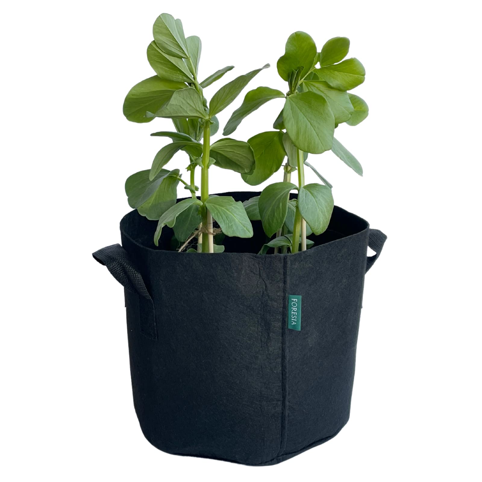 Plantatta バッグみたいなプランター 家庭菜園 不織布 10ガロン Amazon.co.jp: 不織布ポット10ガロン不織布プランター 植え袋