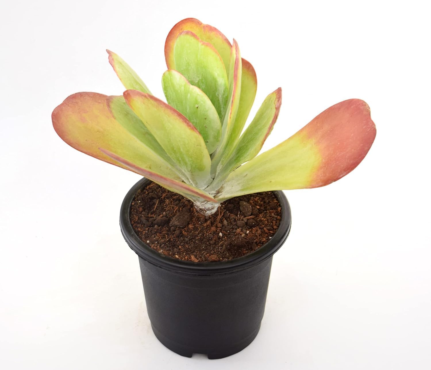 Florima Kalanchoe Flapjacks Live Plant | Rare Paddle Plant with Colorful Leaves | Low-Maintenance Indoor–Outdoor Succulent for Home & Office Décor | Fresh Healthy Plant-image-34