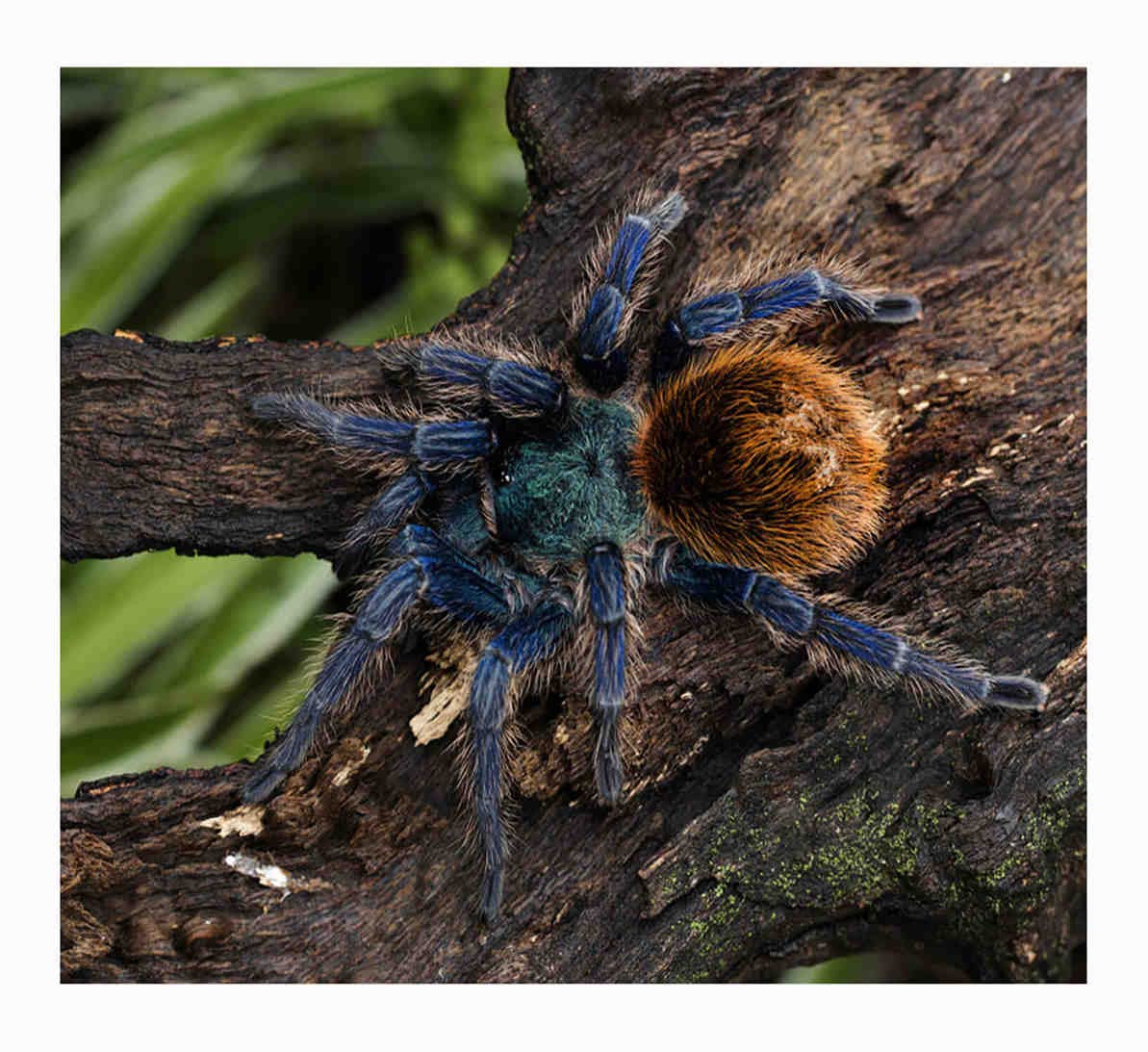 DIY Diamond Art Painting Tarantula Mosaic Cross Stitch Crafts Kit Wall Decor Home Gift 12in-16in