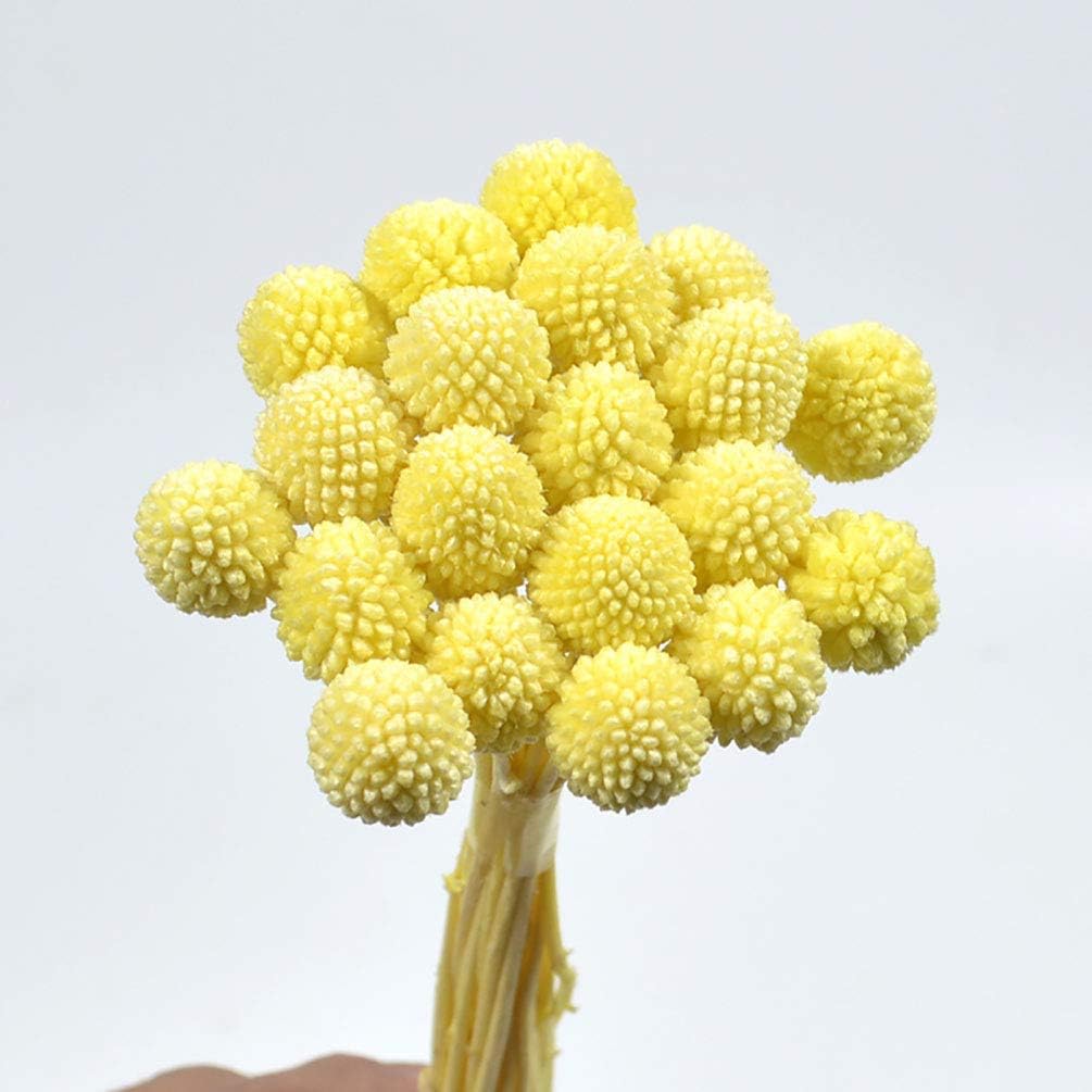 20 Stems/Pcs Dried Natural Craspedia Flowers,Billy Button Balls,19.7"-21.7'' Tall (Yellow)
