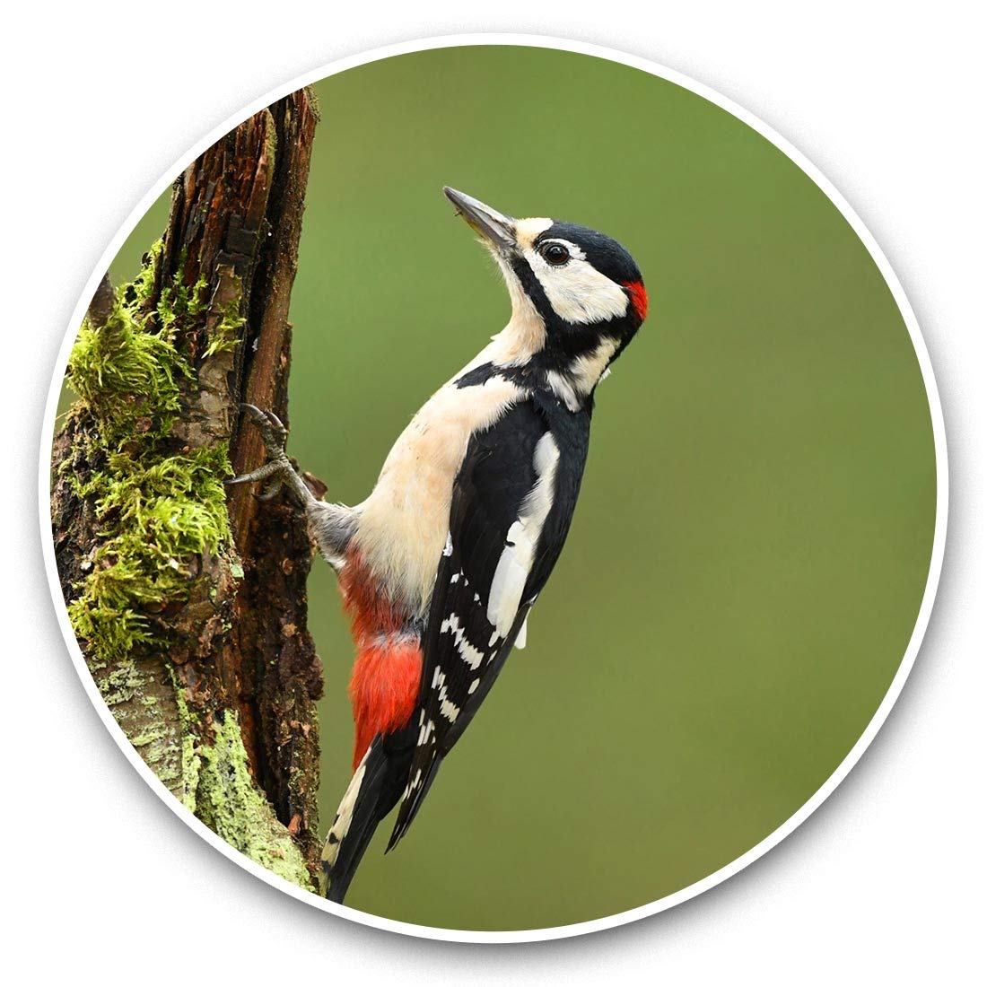 Destination Vinyl Ltd Great Spotted Woodpecker Bird 45206 Awesome Vinyl Stickers (Set Of 2) 15Cm - Great Spotted Woodpecker Bird Fun Decals For Laptops,Tablets,Luggage,Scrap Booking,Fridges #45206