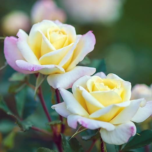 Fertilizante Perfect Rose para Rosas y Flores - Nutrientes con Algas miniatura 7