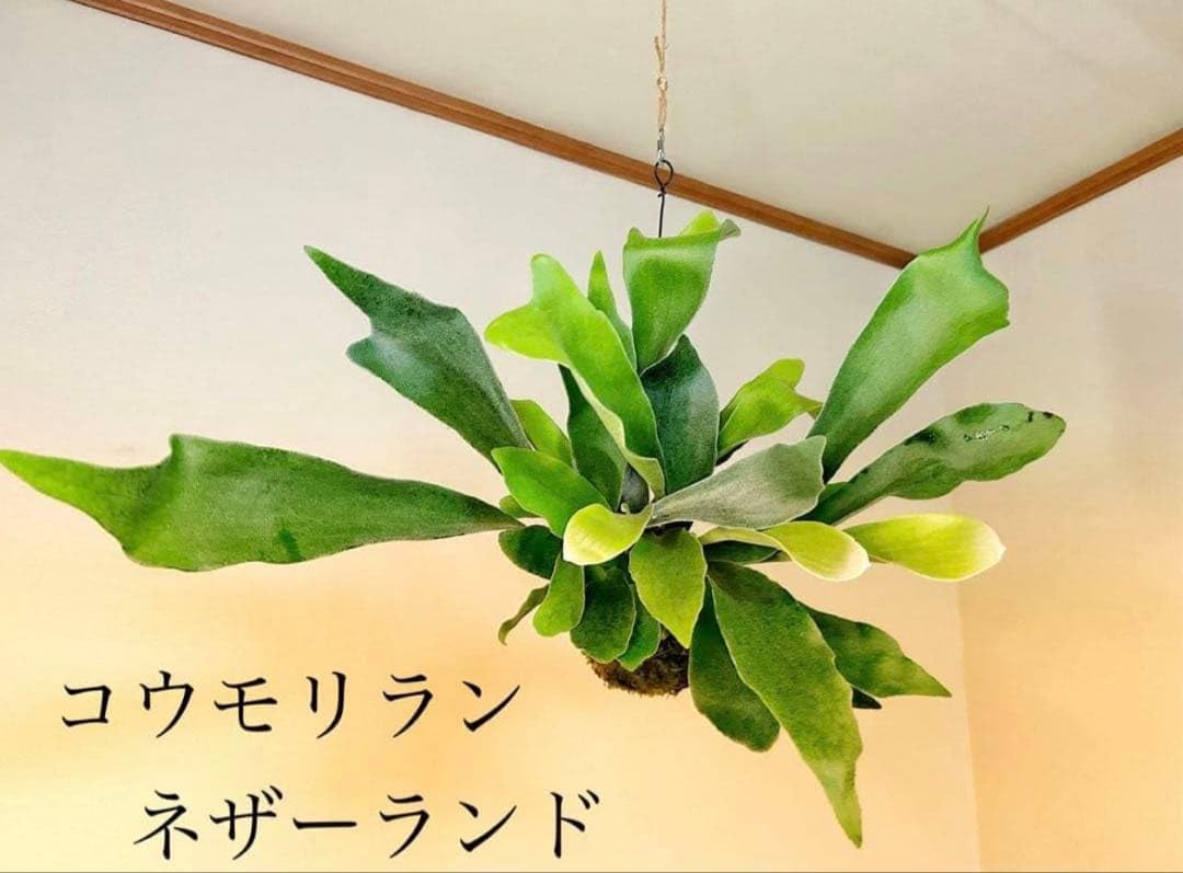 Amazon｜コウモリラン ネザーランドの苔玉ハンギング最優良株