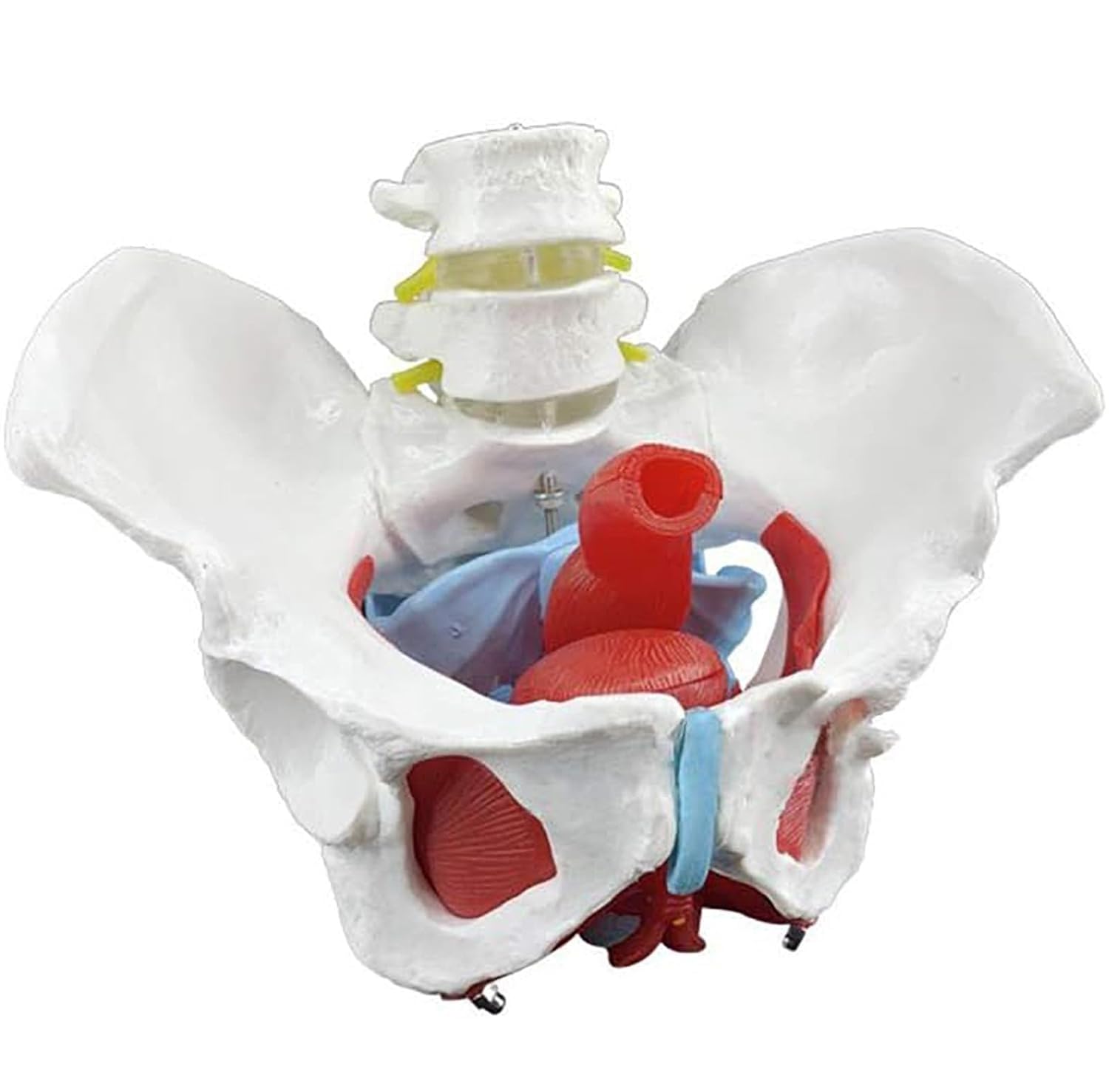 Modello muscolare del pavimento pelvico femminile, aiuto didattico anatomico per il recupero post-partum, include struttura degli organi pelvici e 2 vertebre lombari, strumento educativo per la