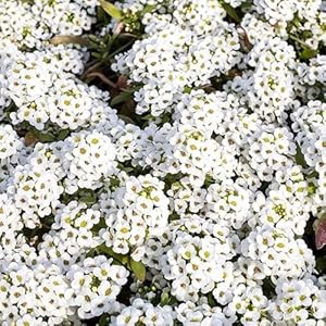 Shabeli Kriechender Thymian Weiß 20000 Samen