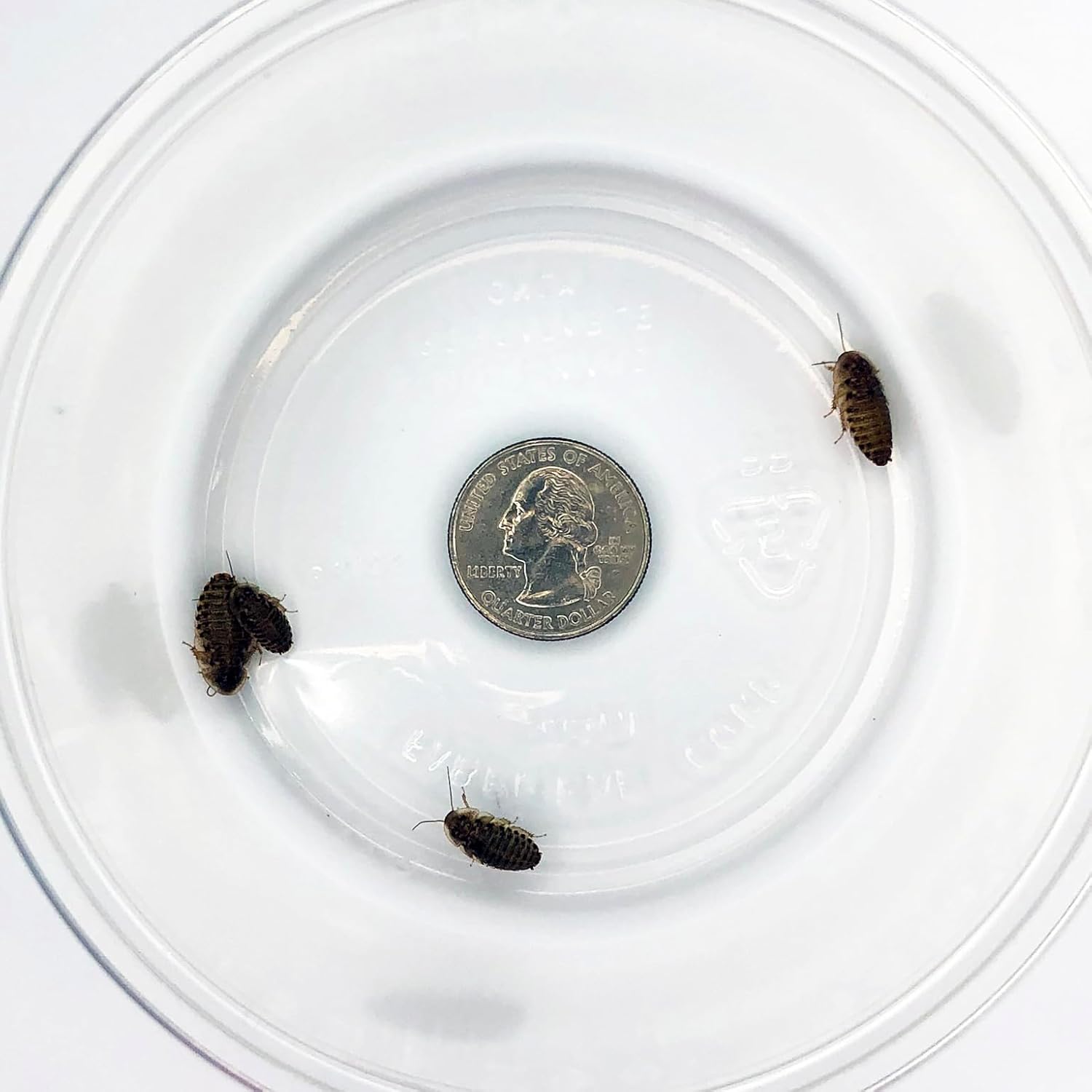 200 ct Small Dubia Roaches | 1/8-1/4 Inch | Live Arrival Guaranteed | Shipped in Mesh Bag