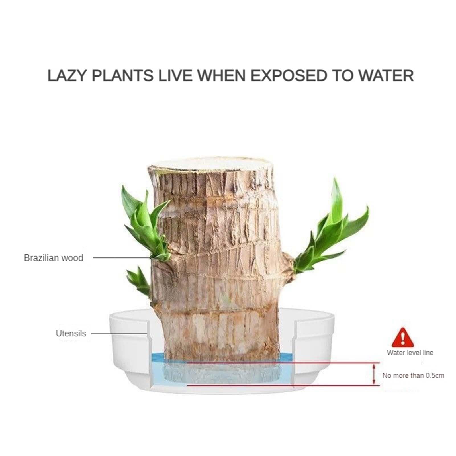 Nvmti Brazilian Wood Plant, Brazilian Lucky Wood Plant, Mini