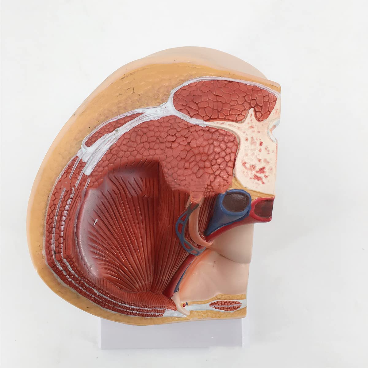 Female Vagina Anatomical Model Female Pelvic Section Model Life size female-vagina-anatomical-model-female-pelvic-section-model-life-size