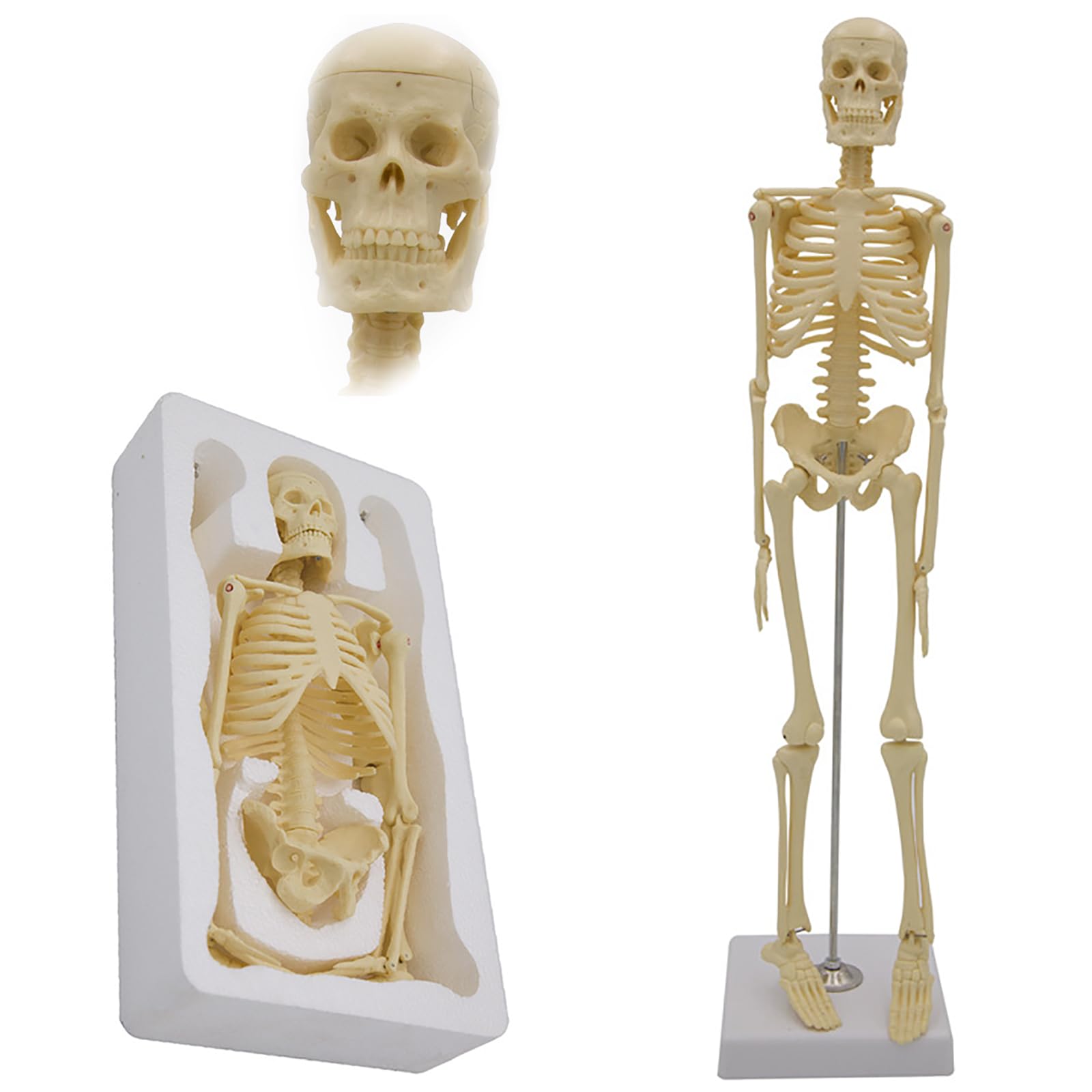 Modèle de squelette humain 45 cm avec support pour recherche anatomique et étude des os