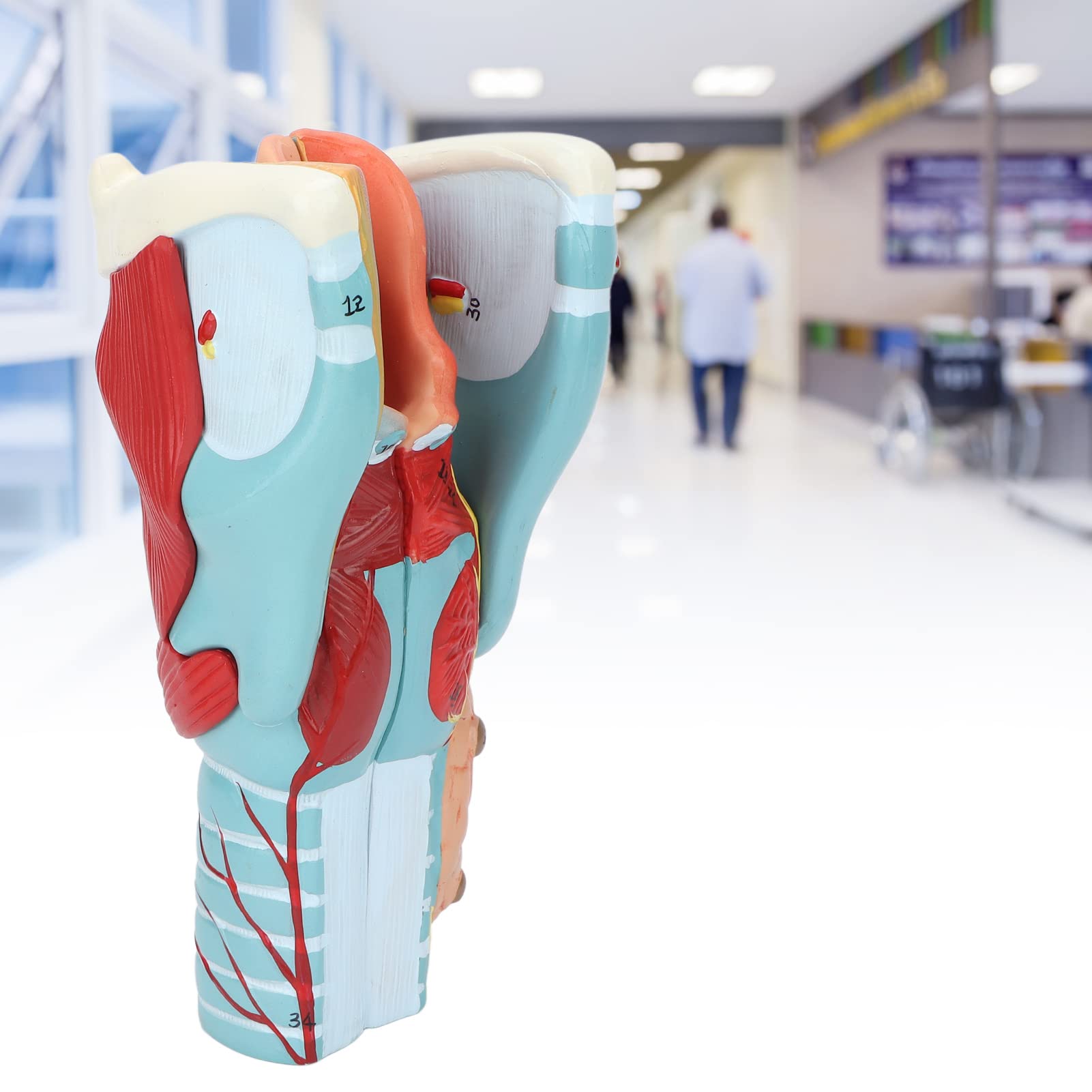 Menschliche Kehlkopfanatomie Kehlkopfmodell, Kehlkopf Anatomie Modell mit 2X Vergrößertem Kehlkopf, Laryngopharyngeal Anatomisches Modell Studienmodell Wissenschaft Medicalstudents Lehrmittel