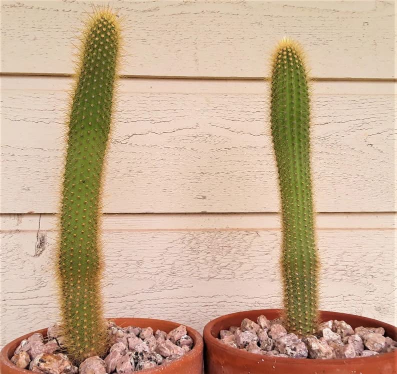 UGALOO Foxtail Cactus Plant (B0BT8279WH) Amazon Price History, Amazon Price Tracker