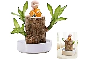Lucky Wood Plant: Mini Brazil Wood Plant Decor