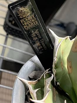 Amazon.co.jp: アガベ チタノタ 姫厳竜 ひめげんりゅう Agave
