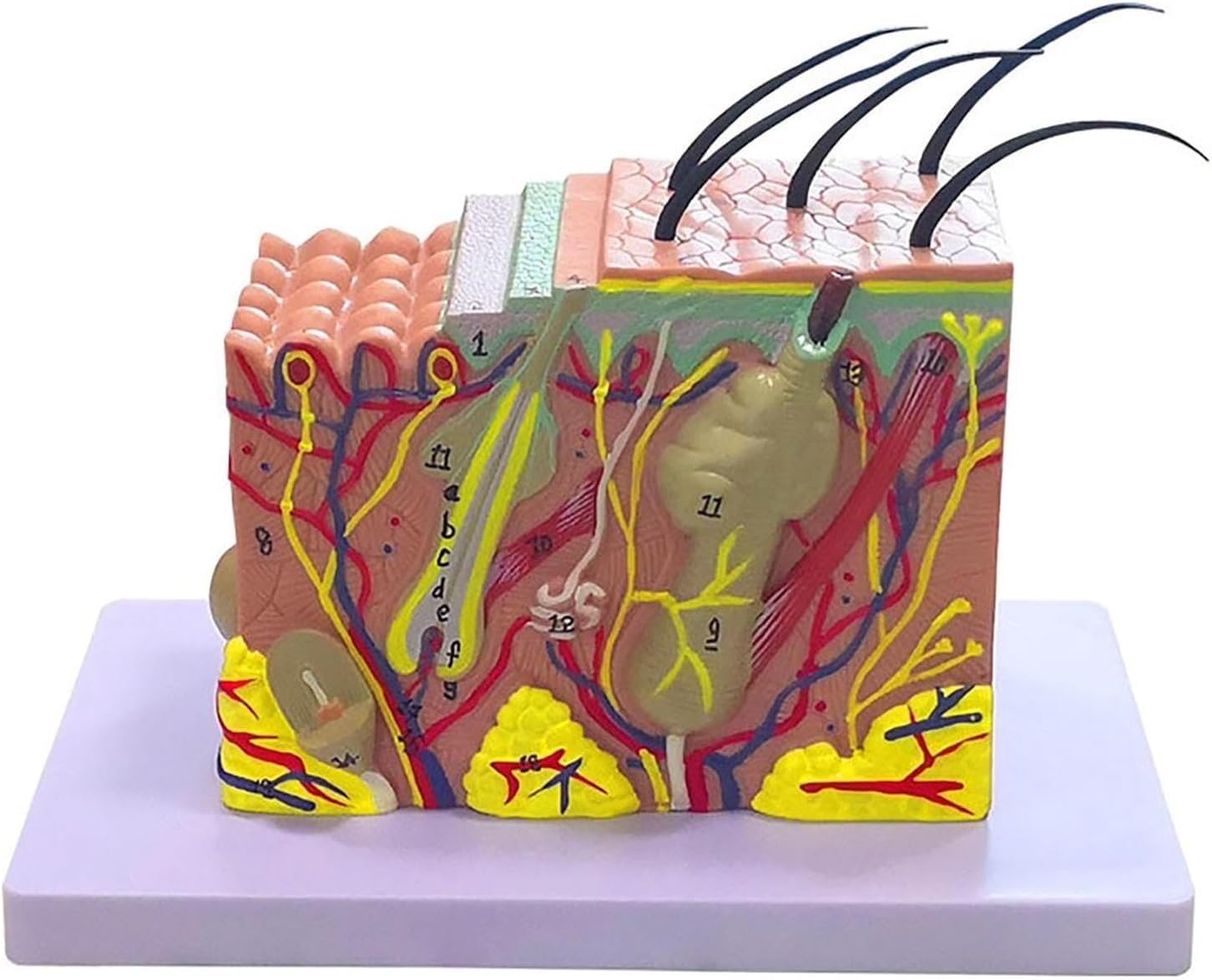 Modello di anatomia della pelle allargata - Struttura tissutale dettagliata per scopi educativi, studio anatomico e formazione medica - Perfetto per scuole e professionisti