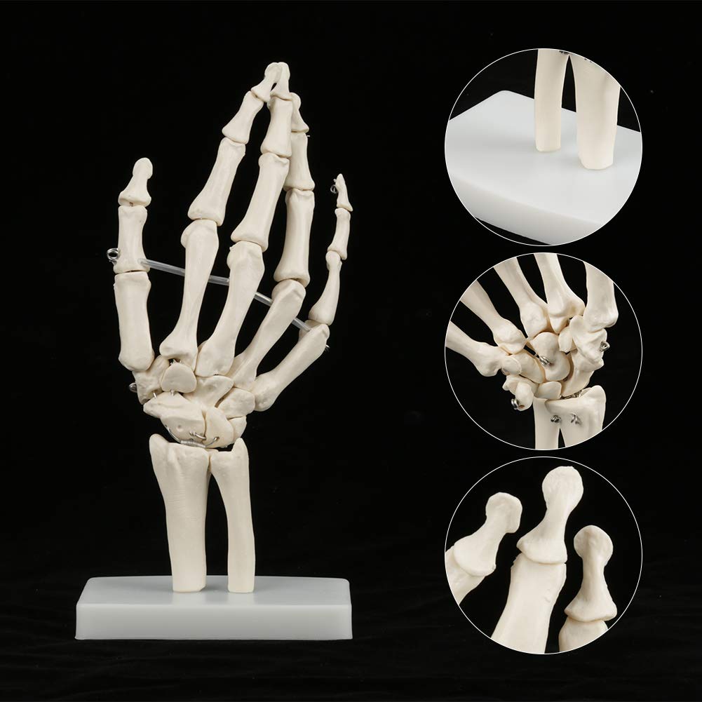 Medizinisches Handknochenmodell, Menschliche Größe Handgelenk Gelenkforschung Knochenmodell für Medizinische Ausstellungen, Künstler, Dekorationen