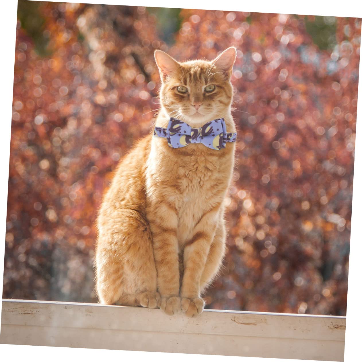 Kisangel 6stücke Katzenhalsband Mit Halloween- Verstellbar Mit Glöckchen Und Schleife Für Kätzchen Und Kleine Hunde Dekorative Haustierhalsbänder Für Feste Und Feiertage