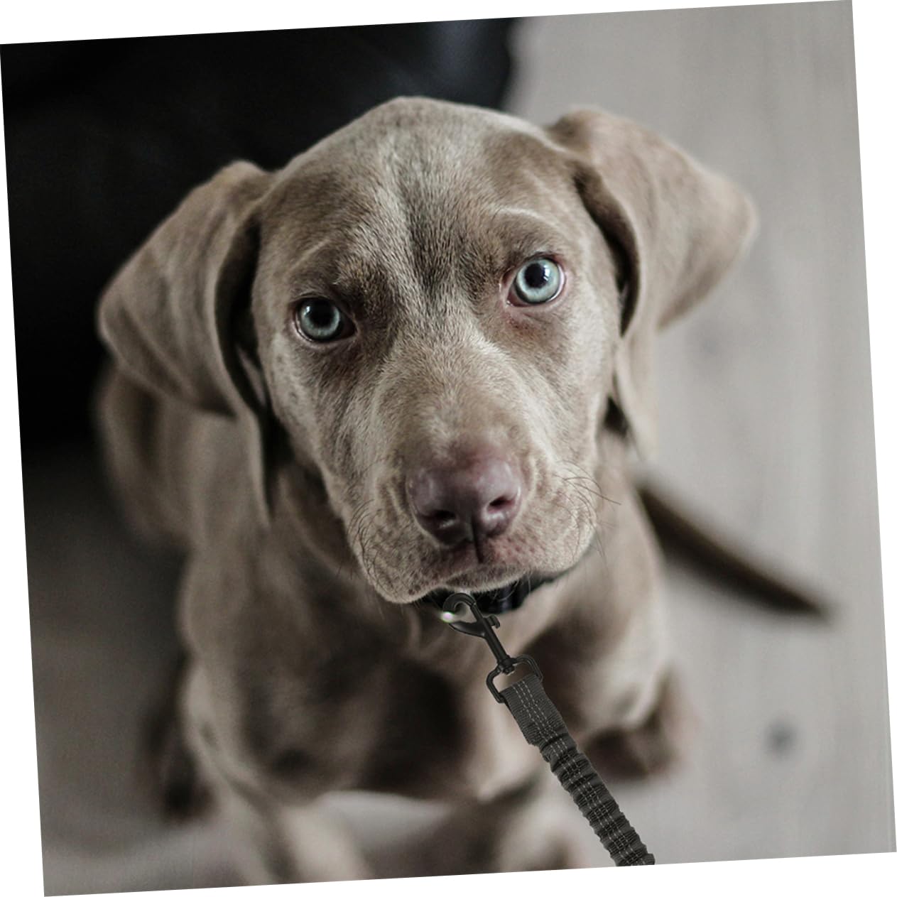 ibasenice 3pièces Laisse Double pour Chien avec Séparateur Corde De Promenade pour Animaux De Compagnie Réutilisable Et Pratique pour Déplacements