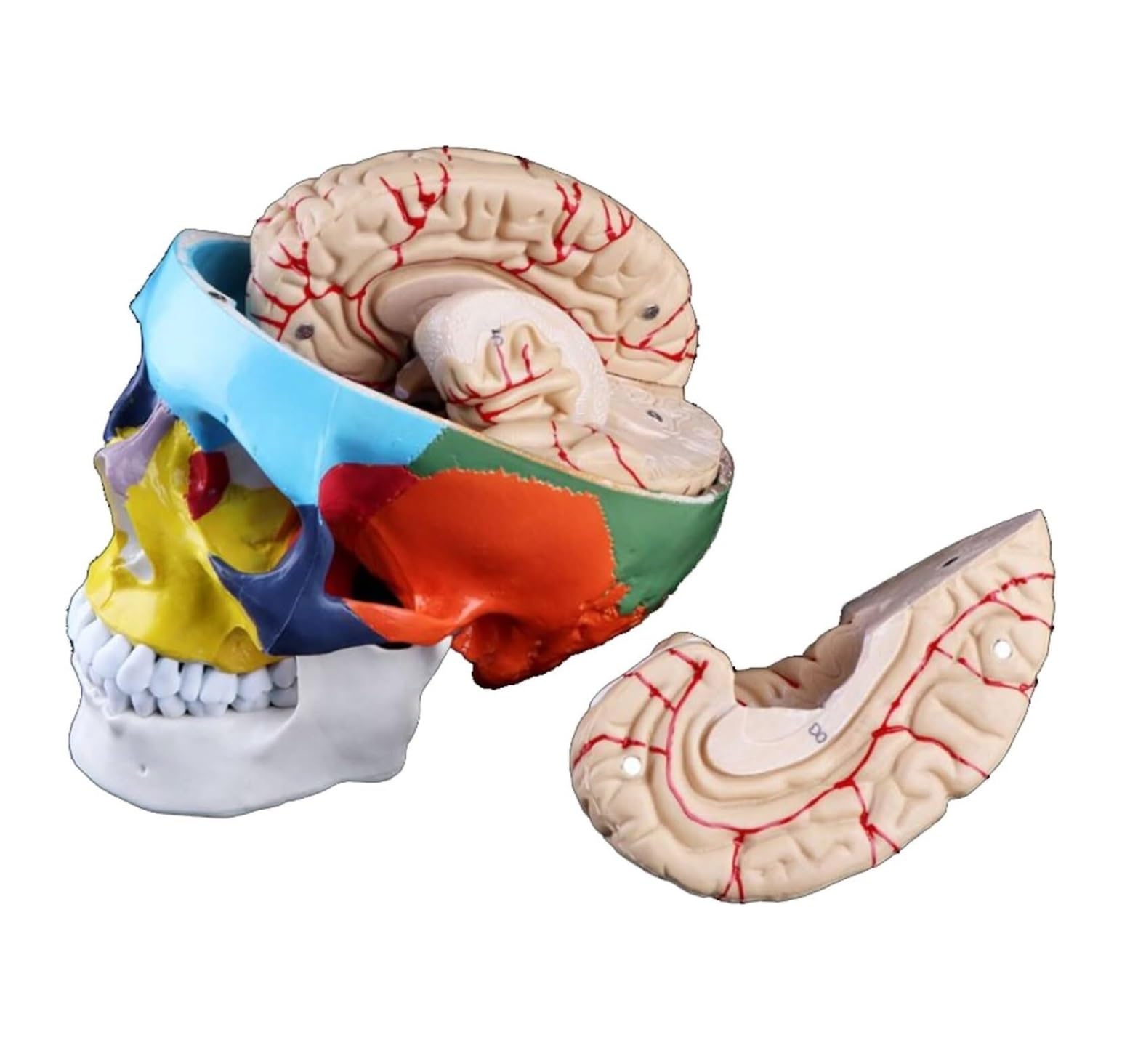 Model Człowieka Kolorowy Model Głowy Dorosłego Człowieka Z Anatomią Pnia Mózgu Medyczne Narzędzie Do Anatomii Edukacji Naukowej Anatomia