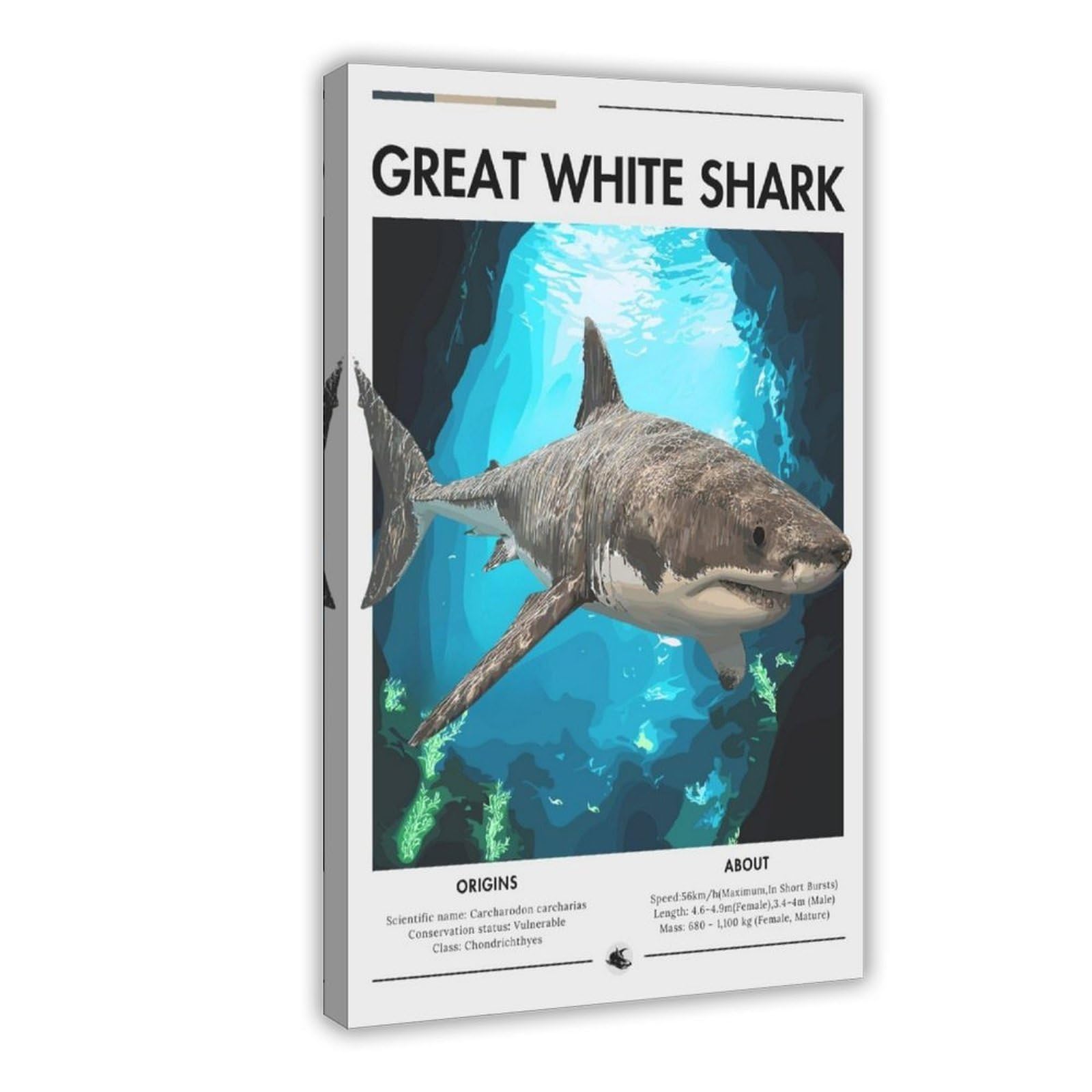 Poster requin pour habiller un mur vide de chambre ou de bureau 61x91 cm - 8