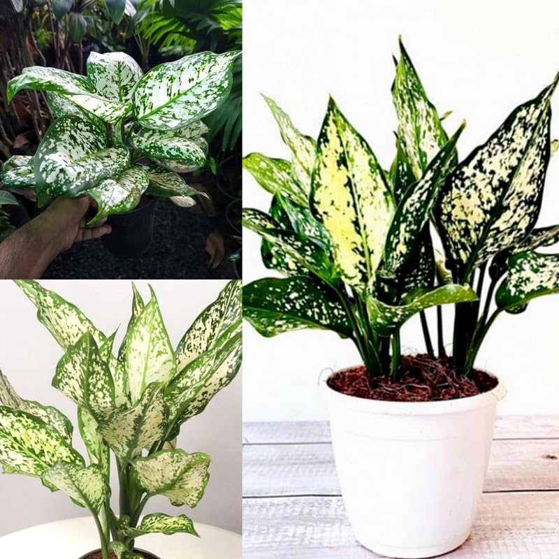 Lipstick plants live tree, Indoor snow white plant leaf (Pack of 1 Live Plant With Pot)-image-17