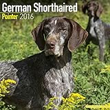 German Shorthaired Pointer Calendar - Only Dog Breed German Shorthaired Pointer Calendar - 2016 Wall calendars - Dog Calendars - Monthly Wall Calendar by Avonside