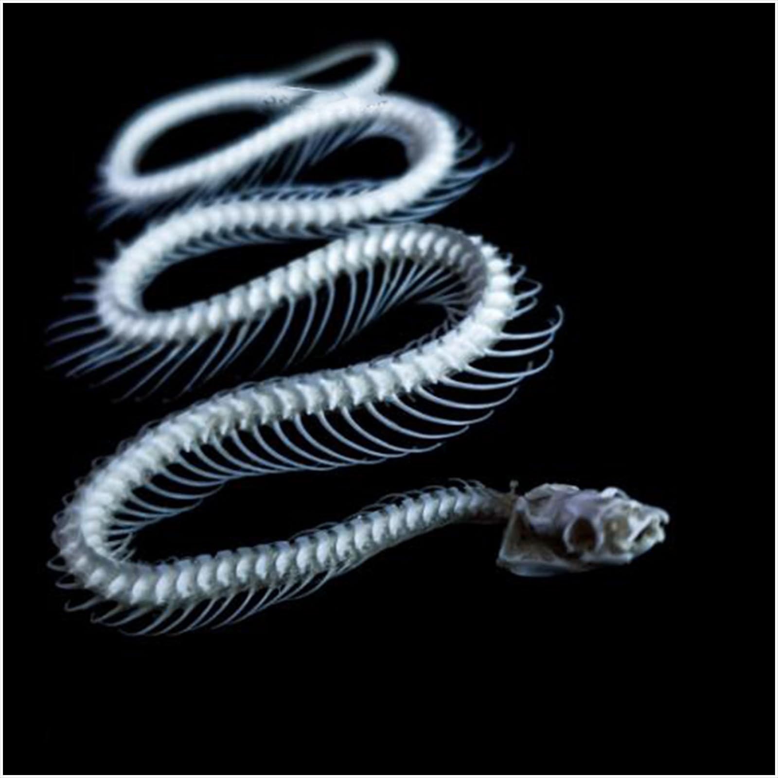 Modèle d'os de squelette de serpent taille réelle 1:1 - Modèle de spécimen de squelette de serpent pour l'art des vétérinaires - Médecine pour l'éducation scientifique, l'enseignement scolaire