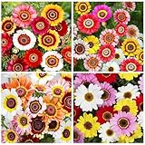 1000+ Perennial Mix Painted Daisy Flower Seeds for Planting-Non GMO & Heirloom Seeds for Home Garden