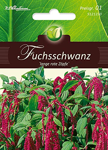 Amaranthus, Fuchsschwanz, rotblättrig