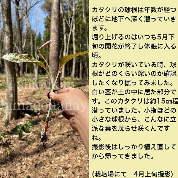 Amazon.co.jp: 日本カタクリ 素掘り苗5球 /堅香子 : DIY・工具・ガーデン