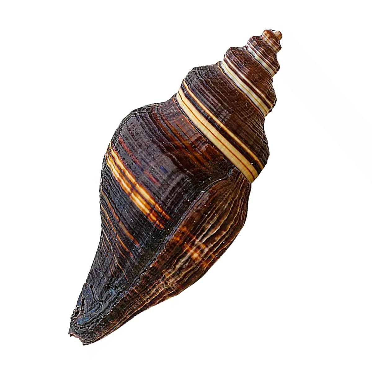 YKMYXZ shells， 12-15Cm for Wedding Decor Beach Theme Party, Home Decorations,DIY Crafts, Fish Tank And Shell Collectors(13~14cm)
