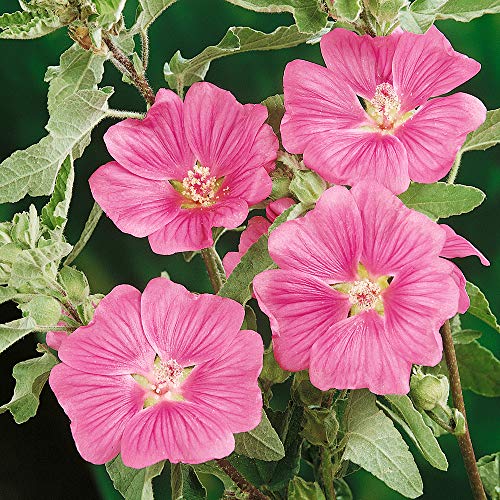 Lavatera 'Bredon Springs' 3L
