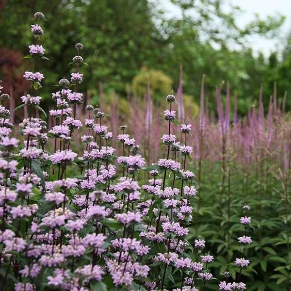 Plant Theory 9cm Pot Phlomis Tuberosa Amazone Jerusalem Sage Perennial