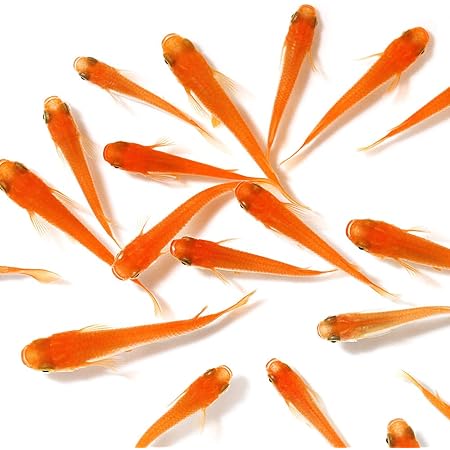 Amazon めだか 楊貴妃メダカ １２匹 Charm チャーム 観賞魚 水中生物 通販