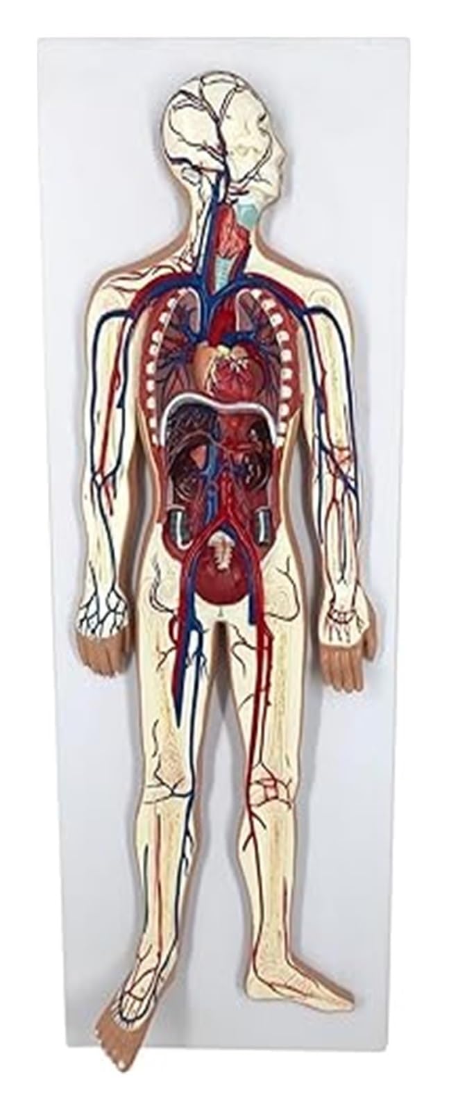 Model układu krążenia krwi człowieka, model anatomii klatki piersiowej w rozmiarze 1/2 naturalnej wielkości z sercem, tętnicami, żyłami do użytku w klasie, laboratorium naukowym, na potrzeby edukacji.