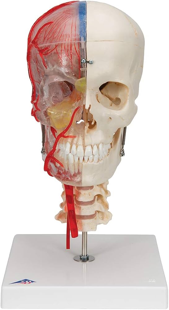 3個で！トリニティー スカル TRINITY SKULL 3個で！トリニティー
