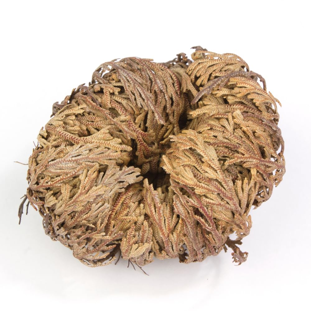 acquaverde | 2 Rose del Deserto, Pianta di Gerico Simbolo di Rinascita, Resurrezione e Purificazione, Rosa di Jerico per Casa e Decorazioni, Selaginella Lepidophylla Senza Radici e di Facile Cura