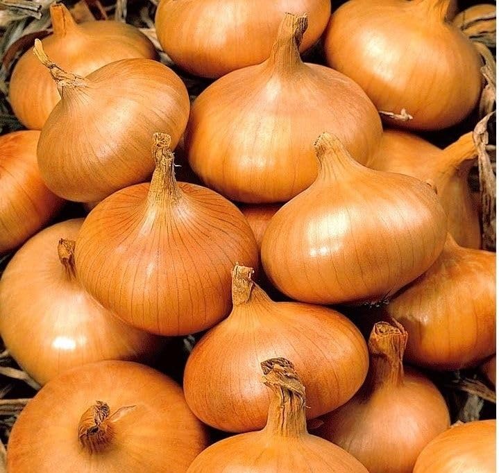 Onion Sets Pack of 50 Grow Your Own Vegetables Outdoor Planting (Stuttgarter)