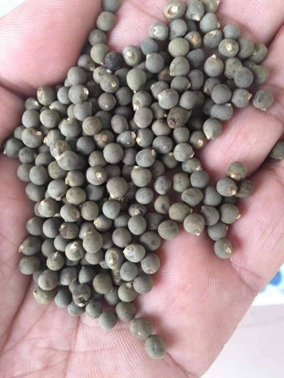 RENUKA NURSERY Hybrid Lady Finger,Okra Seeds (pack off 100) 002 (B0DB245HT5) Amazon Price History, Amazon Price Tracker