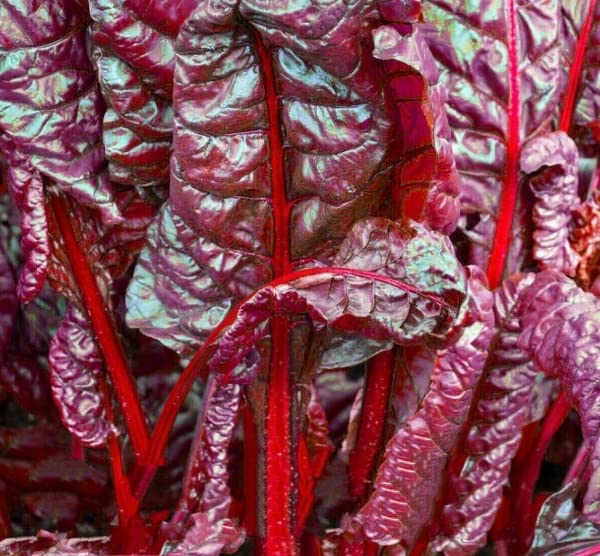 Buy4seeds 200 Seeds Vegetable Beet Leaf - Beet Bull's Blood