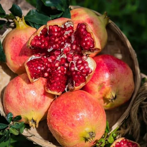 Red Pomegranate (Punica Granatum) Seeds: 50 PCS Premium – Long-Blooming, Fruit-Bearing Shrub, Effortless Growth for Sunny Home Orchards - Thumbnail 2