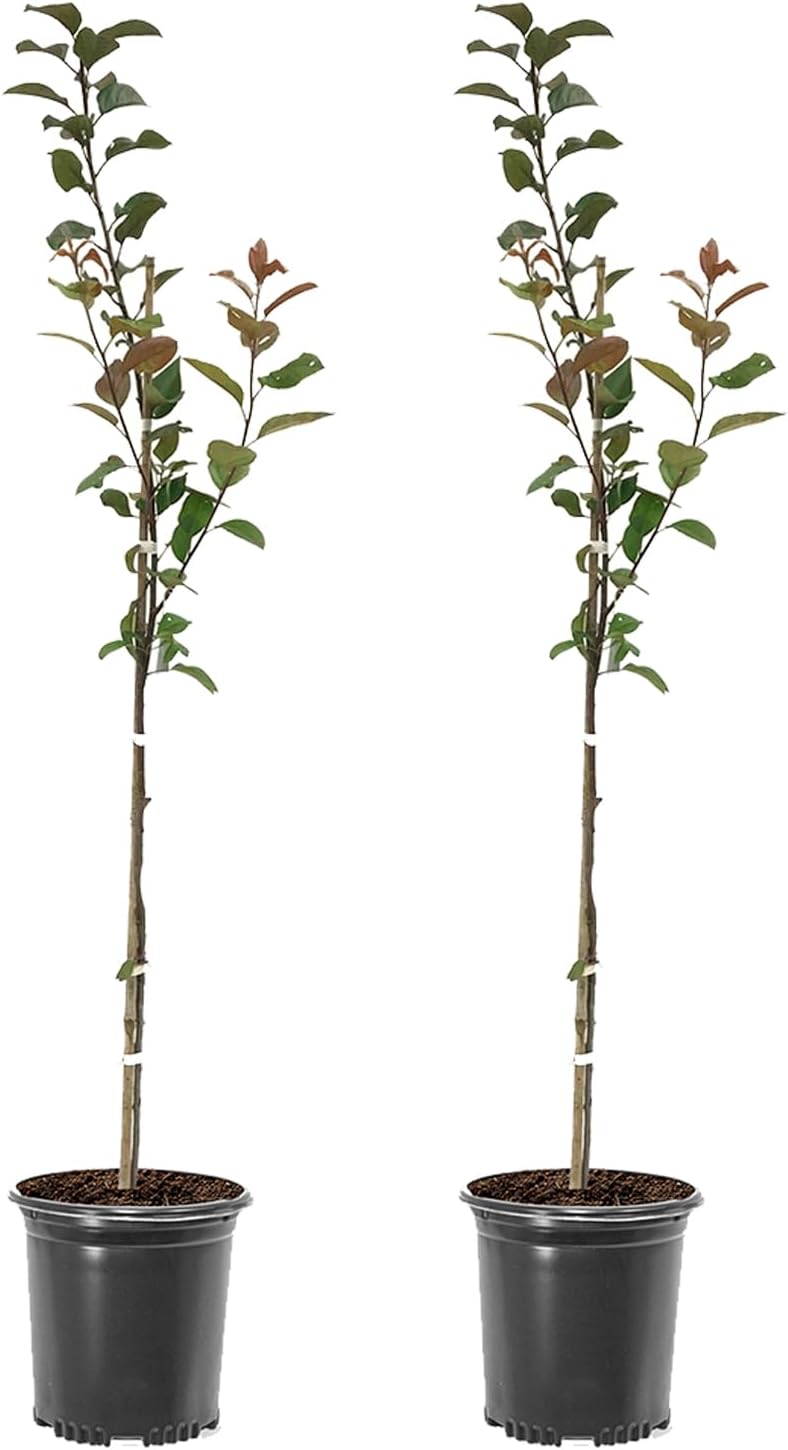 Prairiefire Crabapple Tree, Vibrant Pink Flowering, Deciduous, 2-3 feet Tree Height, 1 gal. Nursery Pot (Due to Agricultural Laws, we Cannot Ship to CA, AZ, AK, or HI), 2 Trees