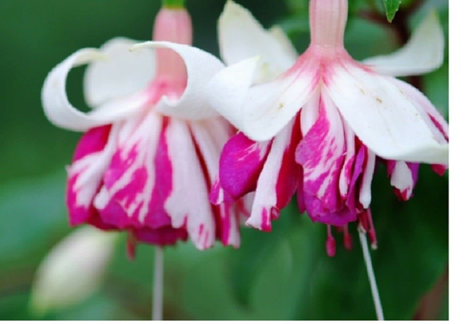 fuchsia FLYING SCOTSMAN live plant